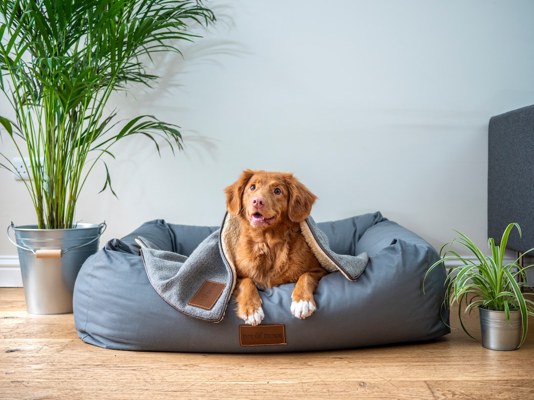 Pourquoi le chien doit être à  gauche ?