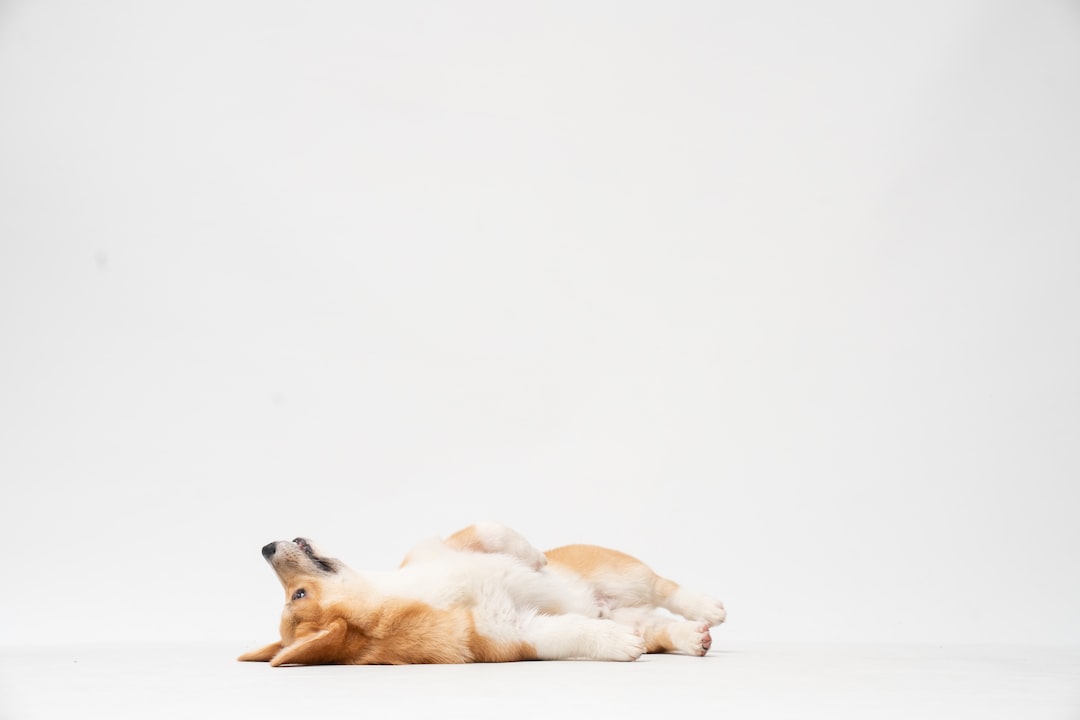 Pourquoi le chien doit être à  gauche ?